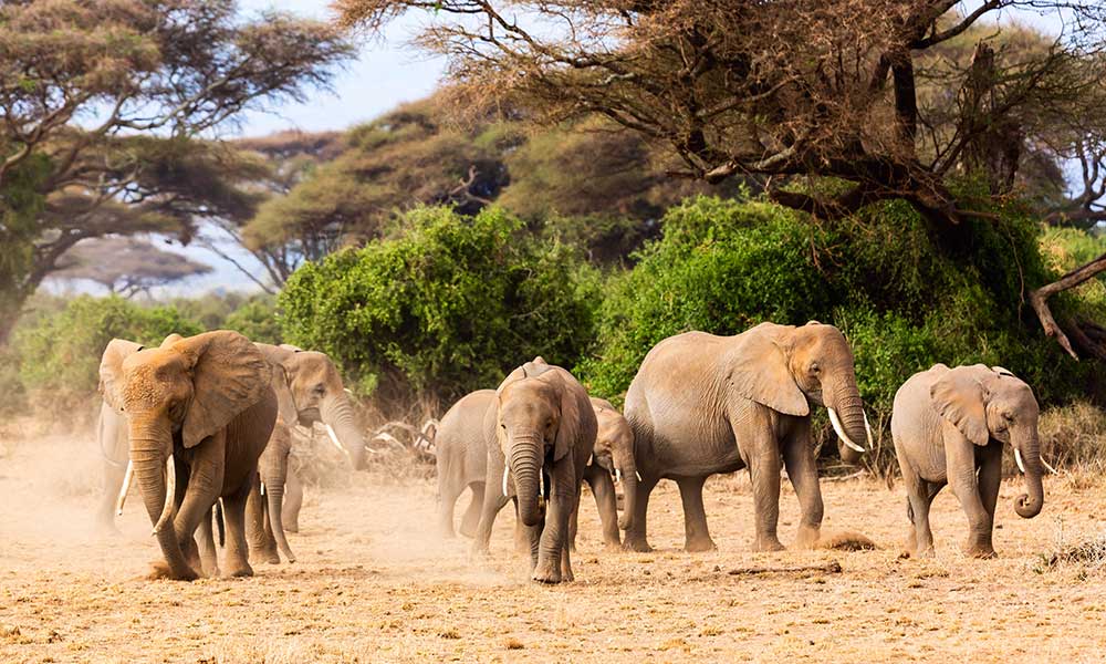 Wüstenelefanten im Kaokoveld