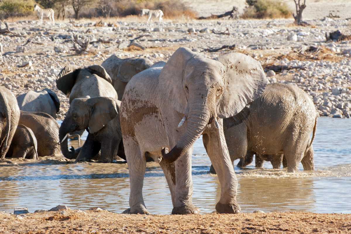 elephant-near-waterhole-african-nature-wildlife-reserve-etosha-namibia