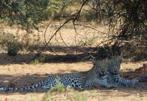 Leopard