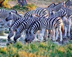 Zebras at a watering hole in Etosha