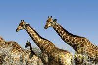 Giraffes