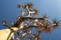 Quivertree in the South of Namibia